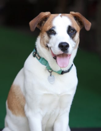 Remi, EDGE team member and chief morale officer